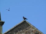 SX02403 Rook [Corvus Frugilegus] on church roof.jpg